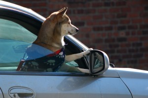 Massachusetts Car Accident Attorney | Traveling With Pets
