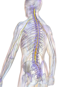 Fall River MA Spinal Cord Injury Attorney | Car Accidents & Spinal Cords