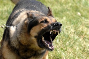 What to Do if You Are Bitten by a Dog | Plymouth MA Dog Bite Lawyer
