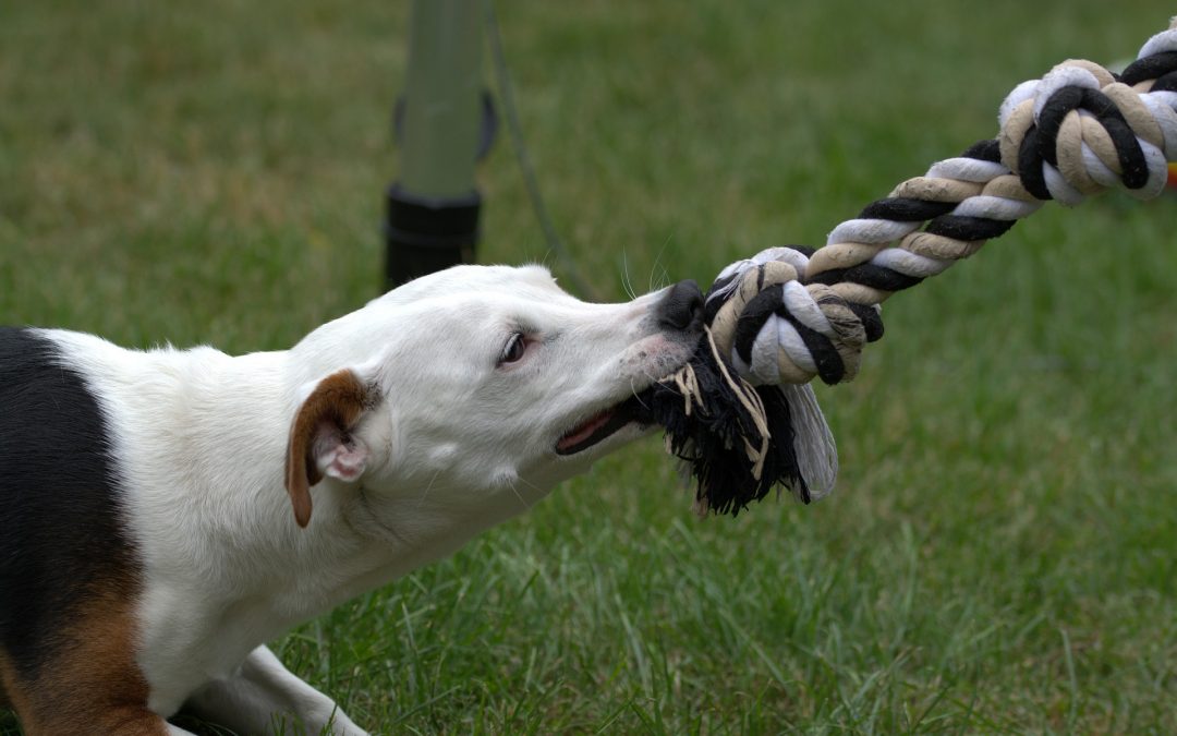 What Goes Into Settling a Dog Bite Injury Claim in New Bedford, MA?