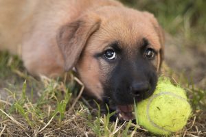 Worcester Dog Bite Lawyer | Do I Need a Lawyer?