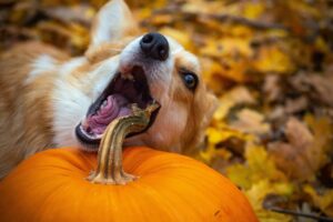 new bedford dog bite lawyer