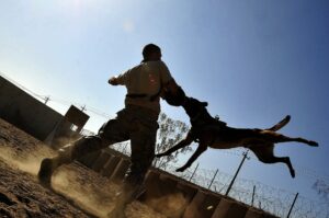 How to Negotiate a Dog Bite Injury Claim on Your Own