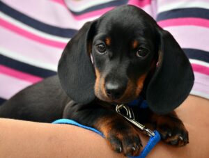 How Does the Negotiation Process Work in a Dog Bite Case in Worcester?