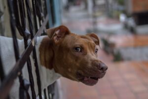 What Happens When the Dog Bite Victim Shares Some Responsibility?