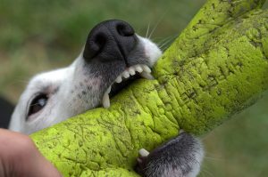 Who Should Be Held Liable For A Dog Bite Injury in New Bedford?