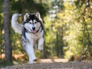 Why and When Should You Hire a Dog Bite Lawyer in Worcester?