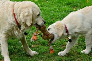Can You Sue a Dog Owner for Bite Injuries in New Bedford?