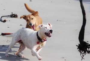 What to Do After a Dog Bite in New Bedford: Your Options Explained