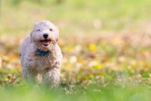 Understanding How a Dog’s Past and the Situation Affect Liability in a Dog Bite Case