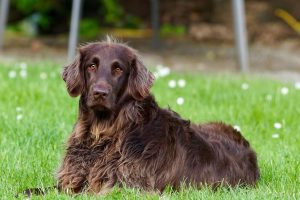 Can a Dog Owner Still Be Liable If Their Dog Was Provoked?