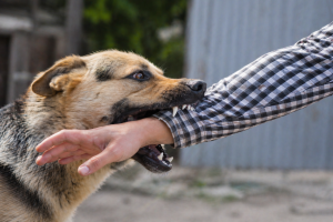 Dog Bite Injuries in New Bedford: What You Should Know About Your Legal Rights